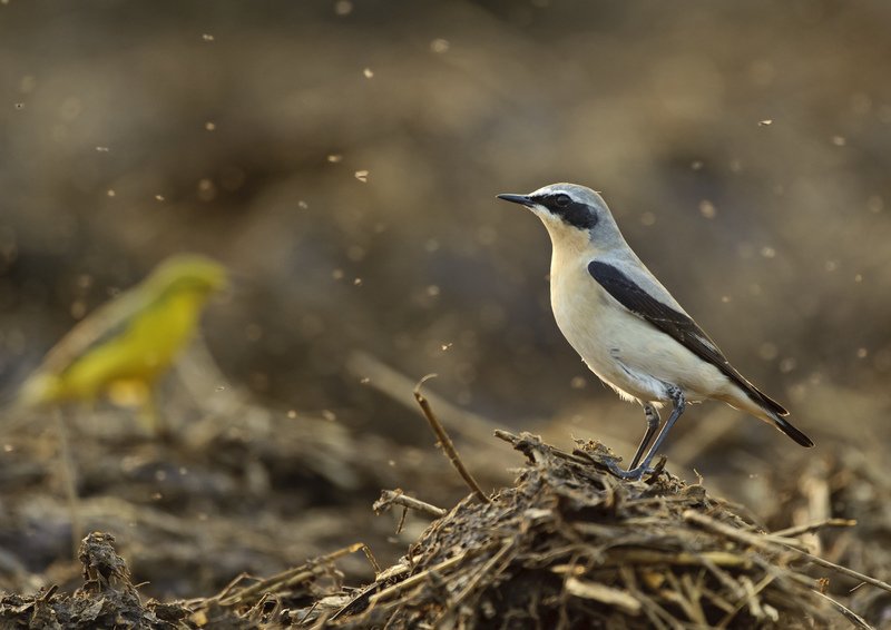 Wildlife Courses and Walks in April 2018
